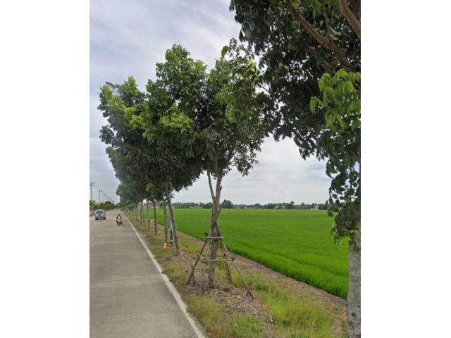 ขายที่ดินแปลงสวย 25ไร่ไร่ละ3ล้าน.กว้างติดถนนคอนกรีต อ.ลำลูกกา จ.ปทุมธานี.เหมาะทำโครงการบ้านสรร/ตึกพานิชย์