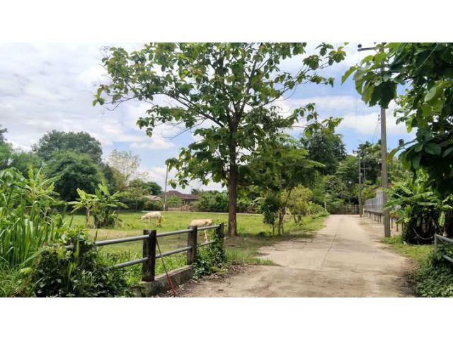 ขายที่ดินตำบลดอนแก้วแม่รืมวิวภูเขาติดถนนพร้อมโอน