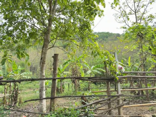 ขายที่ดินบนดอยสะเมิงใต้สะเมิงโฉนดพร้อมโอนราคาถูก