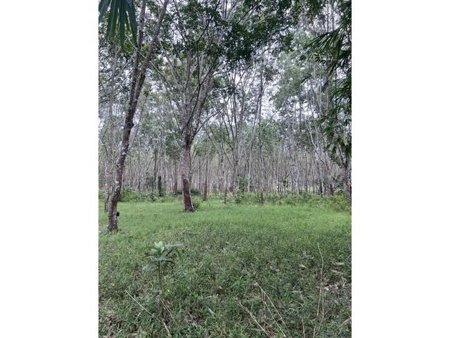 ขายที่ดินพร้อมสวนยางพารา  ทำเลดี ลำทับ จังหวัดกระบี่