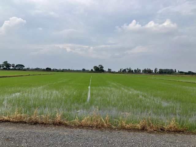 ขายที่นา 6ไร่