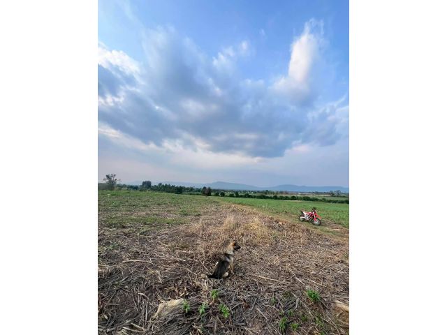 ขายที่คลองม่วง ปากช่อง แปลงใหญ่ 101 ไร่ ที่เนินสูงมองเห็นวิวเขายายเที่ยง มีลำห้วยข้างที่ จะมีน้ำไหลผ่านช่วงหน้าฝน ดินดี