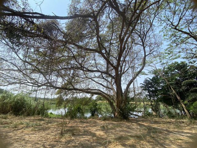 ขายที่โฉนด สวย ๆ ติดแม่น้ำเพชรบุรี ด้านหน้าติดถนน ท่าซิก-เขาลูกช้าง