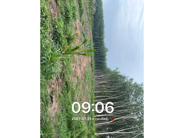ขายที่ดินสวนปาล์ม 3 ปี 5ไร่ โฉนด ครุฑแดง ติดถนนนสาธราณะ 1.7ล้าน ต.ควนสุบรรณ อ.บ้านนาสาร ไม่ติดภาระใดๆ