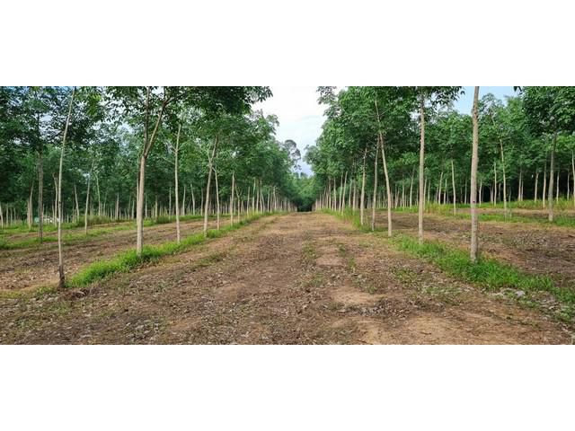 ขายที่ดินพร้อมสวนยาง 41ไร่ ตัวเมืองจังหวัดตราด