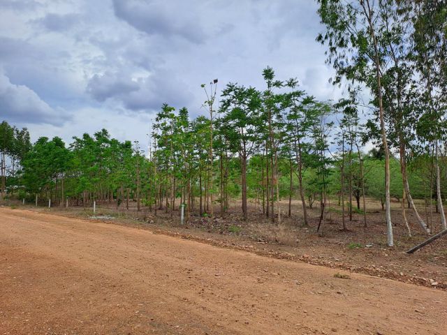 ขายที่ นส.3 ก จำนวน 7 แปลง เนื้อที่ รวม  2 – 3 – 91 ไร่ ม.8 ห้วยน้ำใส ปากแพรก จัดสรรได้