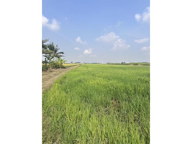 ขายที่ดินแปลงสวยเนื้อที่ 14 ไร่ อยู่ตำบลคลองเปร็งอำเภอเมืองจังหวัดฉะเชิงเทราที่ดินอยู่ในพื้นที่สีม่วง
