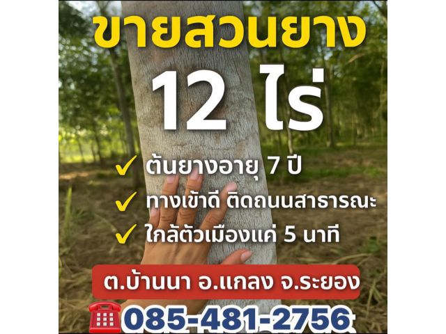 ขายสวนยาง 12 ไร่ ติดถนนลาดยางหน้ากว้าง 120 เมตร ไร่ละ 6 แสน