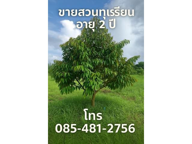 ขายสวนทุเรียนสวย อายุ 2 ปี 3 ไร่ ติดถนนคอนกรีต เหมา 2.85 ล
