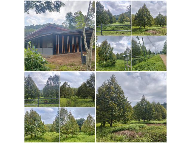 บ้านสวนทุเรียนโฉนดเกือบ 10 ไร่