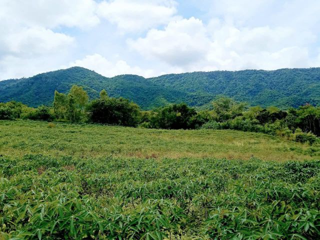ที่ดินเขาใหญ่
