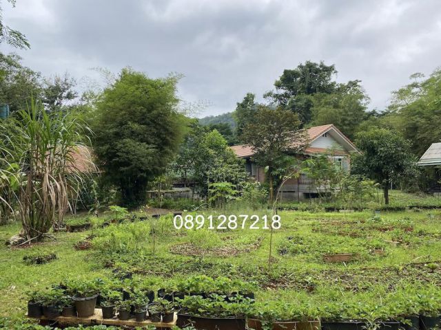 ขายบ้านพักตากอากาศ เขาใหญ่ ทำเลทองบนถนนธนะรัชต์ หมูสี ปากช่อง เนื้อที่ 1 ไร่ 368 ตร.วา | ติดถนน 2 ด้าน | รายล้อมด้วยธรรม