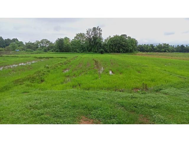 ขายที่นา เกือบ 4 ไร่ บ้านแม่ปุ ม.6 ต.แม่พริก จ.ลำปาง