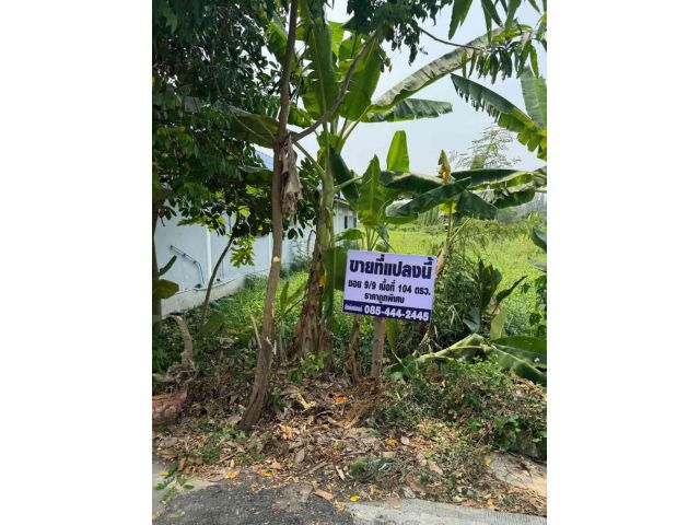 ถูกที่สุดในย่านนี้!! ที่ดินติดถนน 104 ตร.ว. อ.คลองหลวง จ.ปทุมธานี ใกล้ตลาดไท ห้าง ม.ธรรมศาสตร์รังสิตฯ