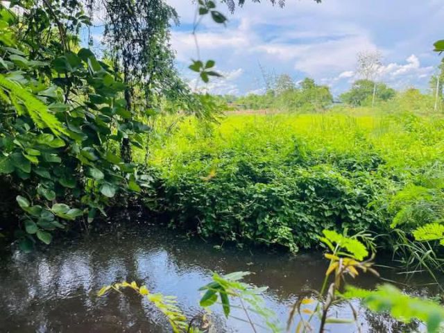 ขายที่นาวิวดอยบ้านป่าลานดอยสะเก็ตติดลำห้วยโฉนด