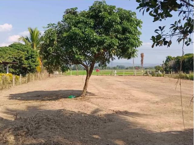 ขายที่ดินตำบลสันโป่งแม่ริมวิวท้องนาโฉนดพร้อมโอน