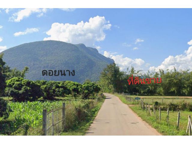 #*ขายที่ดิน84ไร่.บ้านสหกรณ์หมู่8 ต.เมืองงาย อ.เชียงดาว ติดถนนคอนกรีต (วิวล์ดอยนางสวยๆ)เป็นสวนลำใย,และอี่นๆ ขายถูกๆ