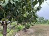 ขายที่ดินติดแม่น้ำนครนายก