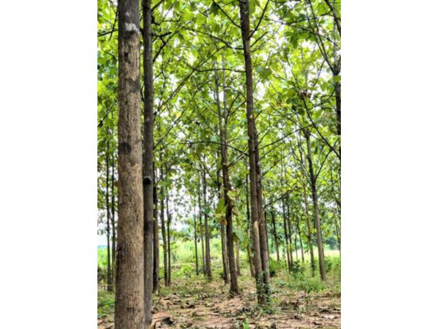 ที่ดินพร้อมสวนสัก ราคาถูก อ.น้ำปาด อุตรดิตถ์