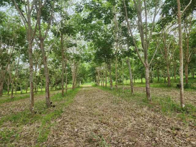 ที่ดินบ้านคาไร่ละ 250,000 บาทจำนวน 27 ไร่ 1 งาน ติดถนนลาดยาง ใกล้ตลาดบ้านคา 600 เมตร ที่ดินวิวสวิตเซอร์แลนด์เมืองไทยเหมาะหลายๆธุรกิจ