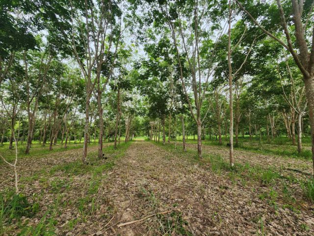 ที่ดินบ้านคาไร่ละ 250,000 บาทจำนวน 27 ไร่ 1 งาน ติดถนนลาดยาง ใกล้ตลาดบ้านคา 600 เมตร ที่ดินวิวสวิตเซอร์แลนด์เมืองไทยเหมาะหลายๆธุรกิจ