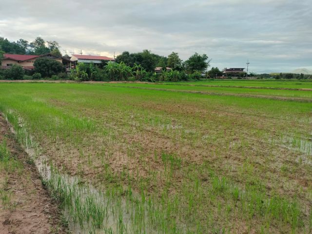 ที่ดินเปล่า