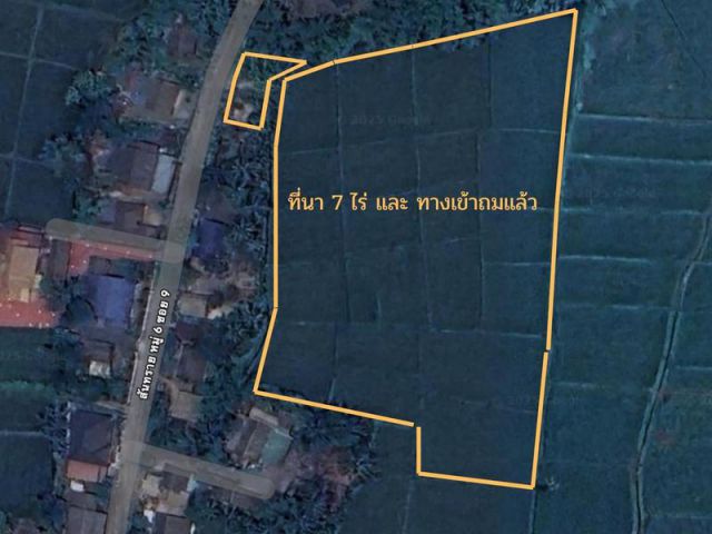 ขายที่นาปลูกข้าว อ.ดอยสะเก็ด 7 ไร่ 108.9 ตรว.