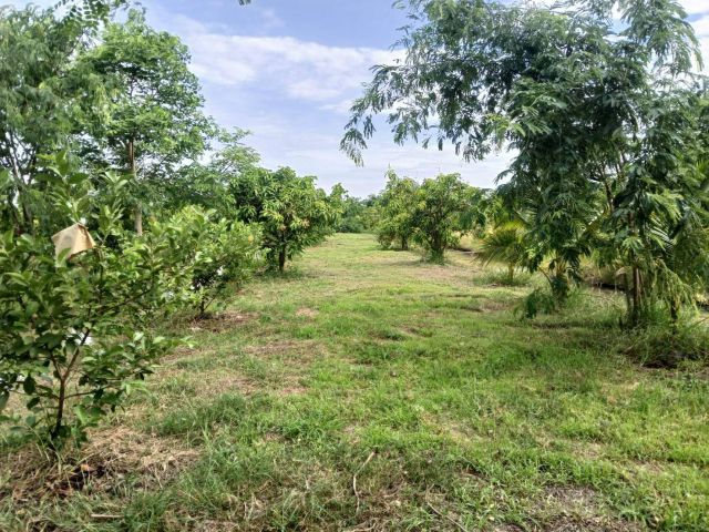 ขายสวนผลไม้ พร้อมบ้าน 2 ชั้น โฉนดครุฑแดง