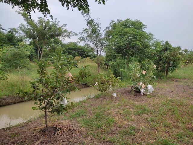 ขายสวนผลไม้ พร้อมบ้าน 2 ชั้น โฉนดครุฑแดง