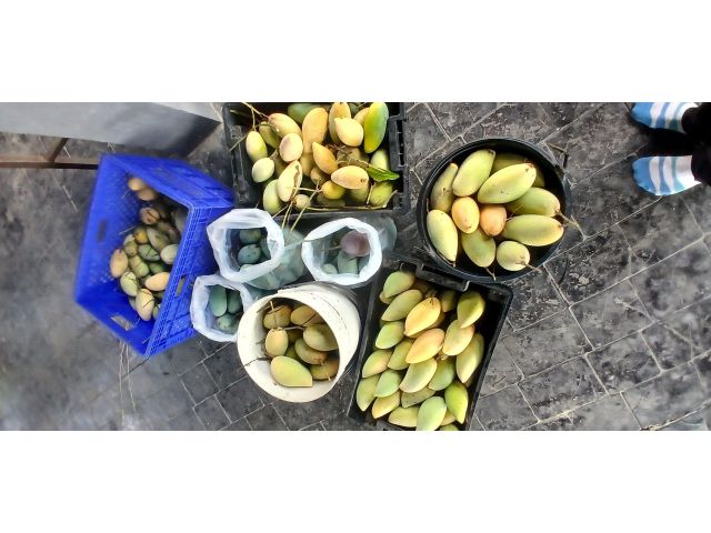 ขายสวนผลไม้ พร้อมบ้าน 2 ชั้น โฉนดครุฑแดง