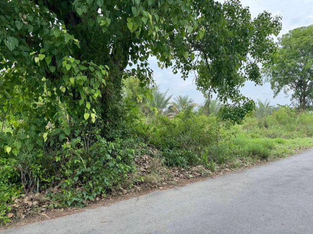 ขายที่ดินติดถนนตำบลมะขุนหวานสันป่าตองโฉนดพร้อมโอน