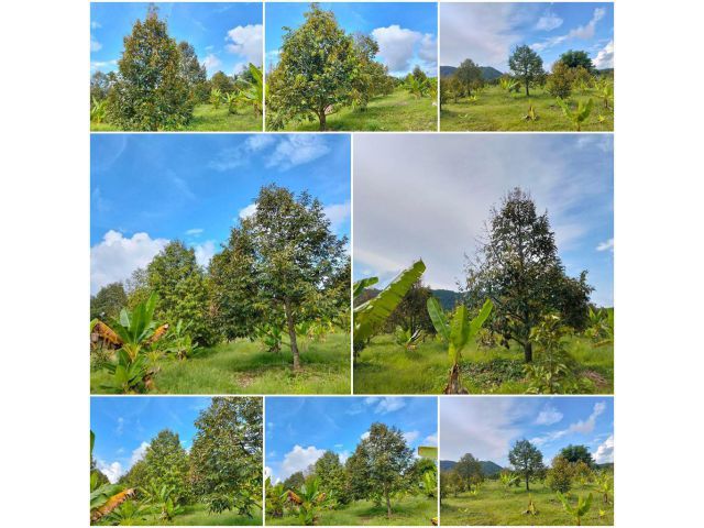 สวนทุเรียนสวยโฉนด 4 ไร่️