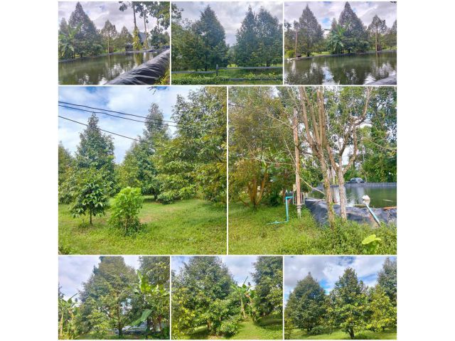 สวนทุเรียนโตเกือบ 5 ไร่ ใกล้ชุมชนสะดวก️