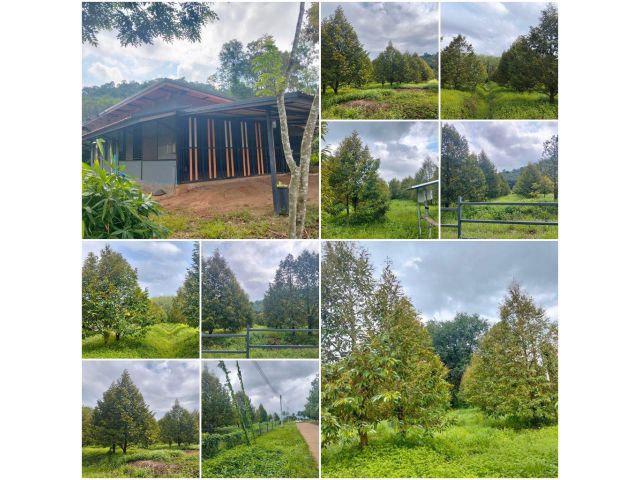 บ้านสวนทุเรียนโฉนดเกือบ 10 ไร่️
