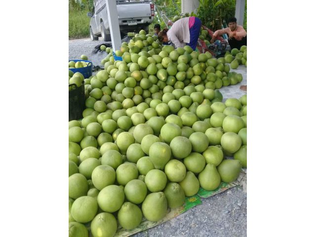 สวนส้มโอทับทิมสยาม