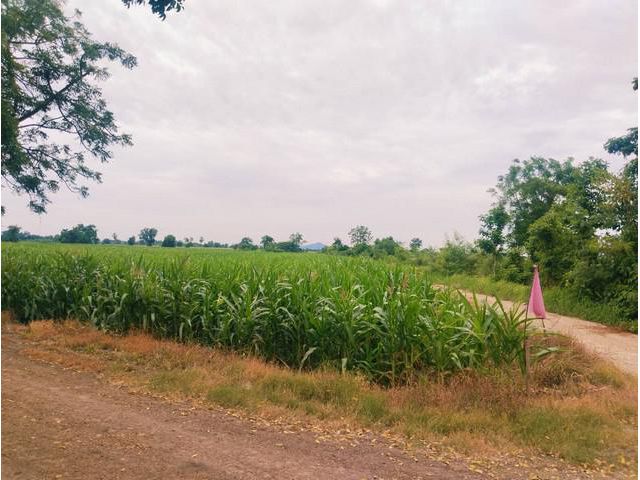 ขาย ที่ดินเปล่า แบ่งขาย 1-2 ไร่ วิวภูเขา 360  โฉนดครุฑแดง