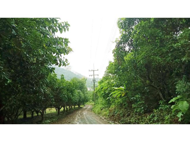 ที่สุดของทำเลทอง! ที่ดินสวยน่าปั้นฝัน...ใกล้เมืองเชียงคานเพียง 10 นาที!