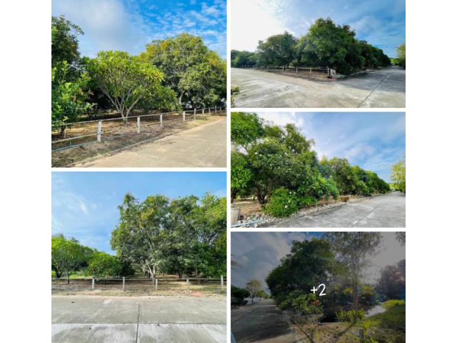 ขายที่สวนลำใยตำบลสันกลางสันป่าตองบ้านท่าร่วมใจพร้อมโอน