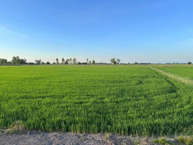 L1756 ขายที่นาสวยบรรยากาศดี 5 ใกล้ตัวอำเภอราชสาส์น ฉะเชิงทรา