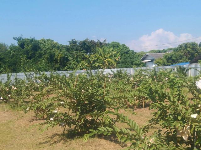 ขายที่ดินบ้านเชียงแสนหนองตองหางดงล้อมรั้วเรียบร้อย