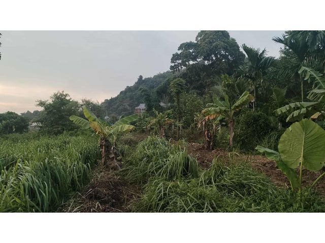 ขายที่ดิน บ้านเกาะสิเหร่ เนื้อที่ 1-0-69.1 ไร่ มองเห็นวิวเขา รูปแปลงสวย อยู่ในชุมชน