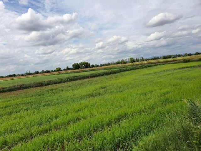 ขายที่ดินโฉนดครุฆแดง.10ไร่ติดถนน.เหมาะทำสวนการเกษตร.ขายไร่ละ80,000.พร้อมโอน/ต่อรองได้/
