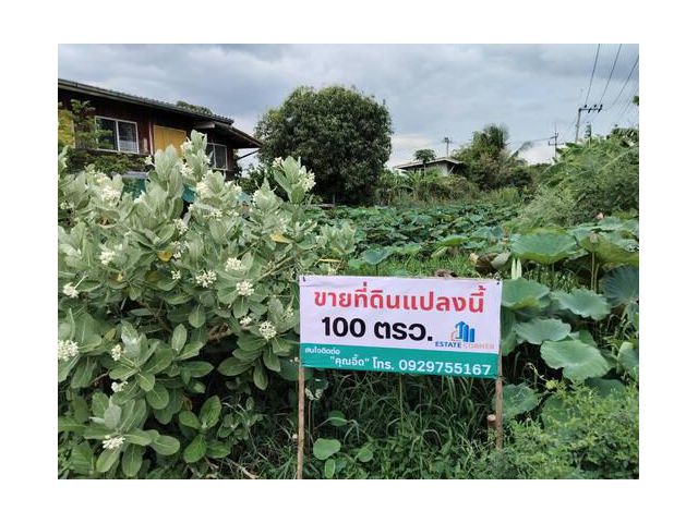 ขายที่ดินเปล่า ขนาด 100 ตรว. แปลงหัวมุม จ.ปทุมธานี อ.ลาดหลุมแก้ว