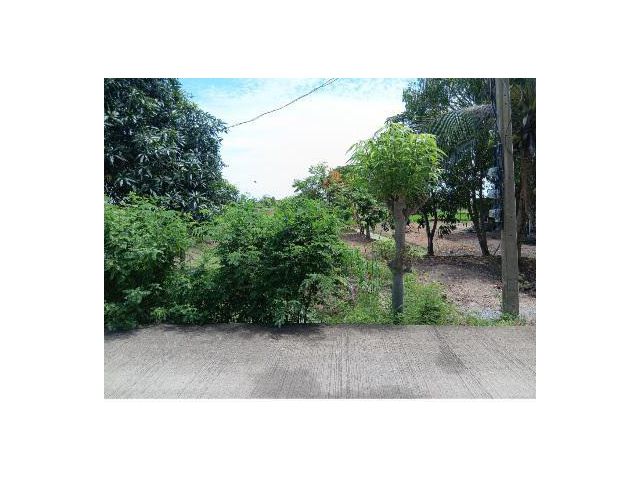 ขายที่ดินราคาถูก ต.บางระกำอ.บางเลนติดถนนคอนกรีต ใกล้ ชุมชนใกล้ตลาดเนื้อที่1ไร่ อากาศดีสงบร่มรื่นเหมาะปลูกบ้านทำเกษตร