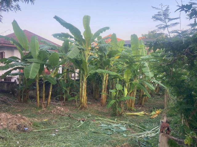 ขายที่ดินตำบลสุเทพร่ำเปิงหลังมหาวิทยาลัยเชัยงใหม่