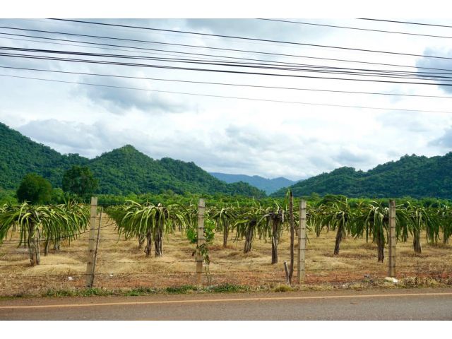 ขายที่เขาใหญ่ เขาล้อมรอบ