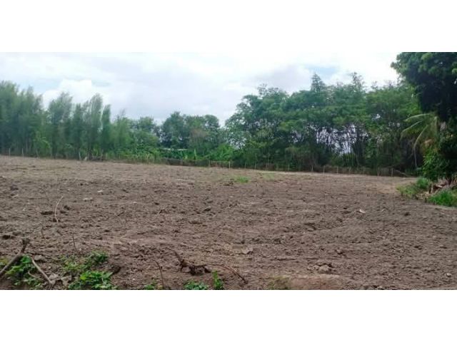 ขายที่ดินตำบลบ้านแหวนหางดงห่างโรงเรียนนานาชาติ 650เมตร