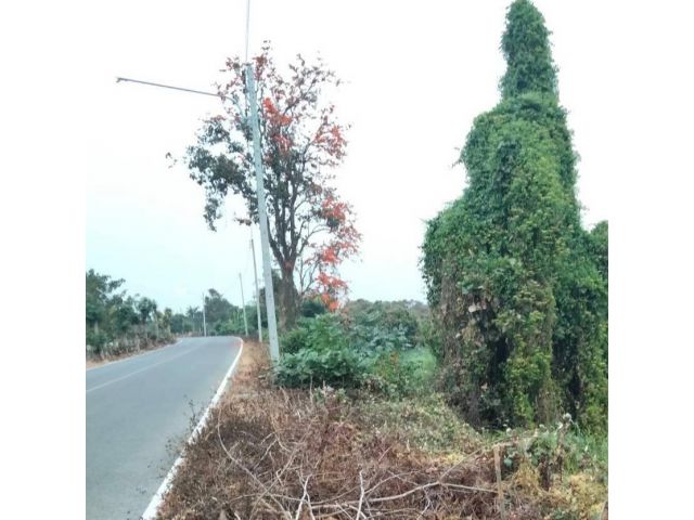 ขายที่สวนลำใยสันทรายสารภีติดถนนคอนกรีตพร้อมโอน