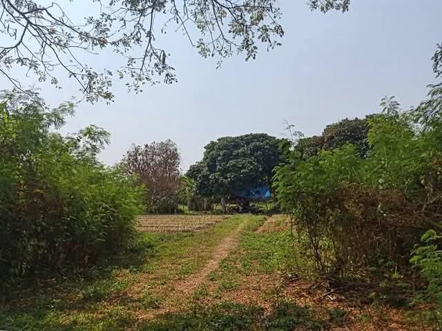 ขายที่ดินตำบลหนองแฝกสารภีห่างถนนหลักเพียง 150เมตร