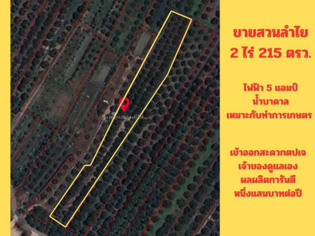 ขายสวนลำไย 2 ไร่ 215 ตรว. ต.ทุ่งปี้ อ.แม่วาง จ.เชียงใหม่